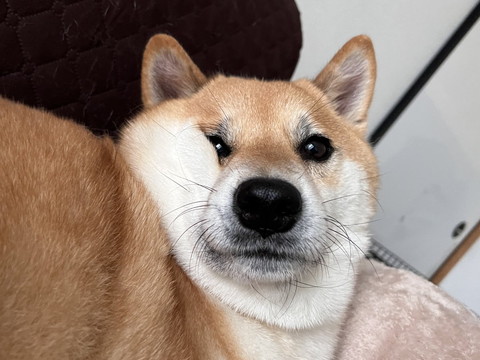 顔がむぎゅっとなってるワンコ