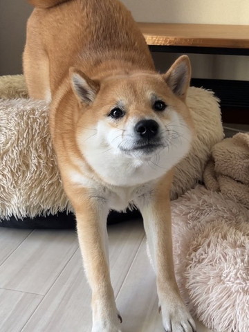 ストレッチワンコ