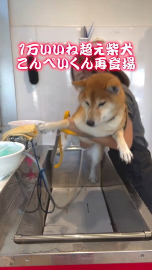 かつがれる犬