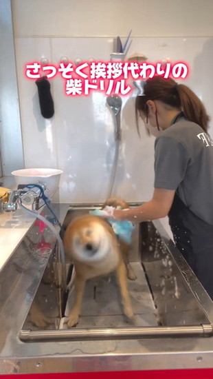 首を振る犬