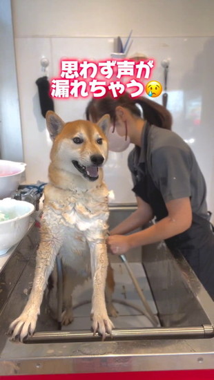 叫ぶ犬