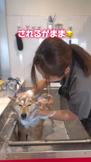 洗われる犬