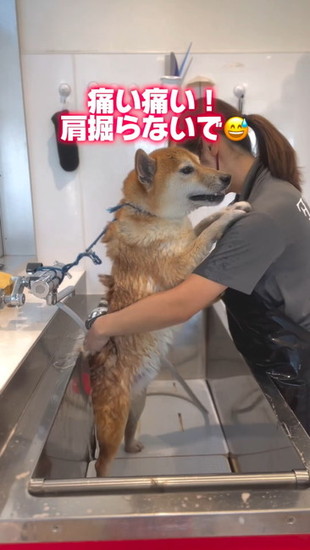 肩にしがみつく犬