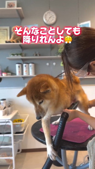邪魔する犬