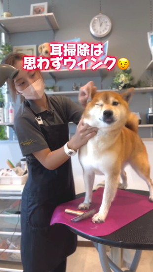 ウインクする犬
