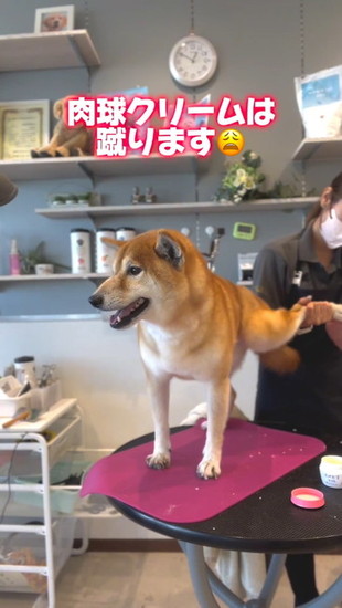 蹴ってくる犬