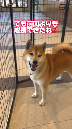 笑っている犬