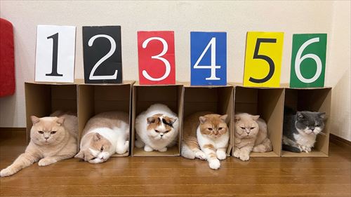 6匹の猫たち