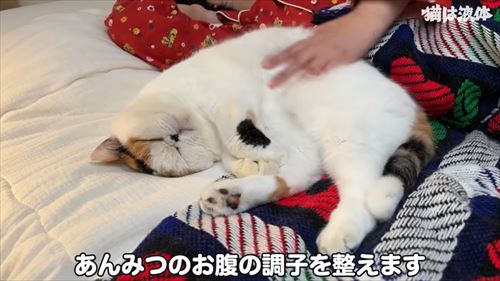 母のもとに集まる猫たち