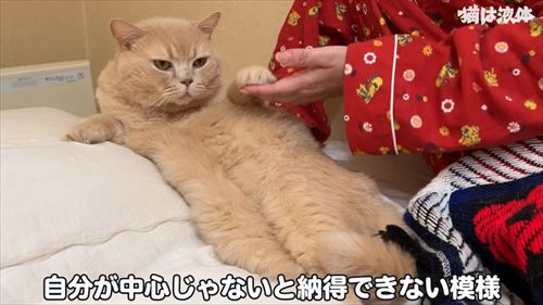 母のもとに集まる猫たち