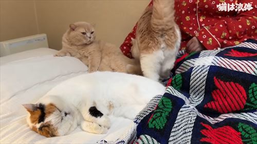 母のもとに集まる猫たち