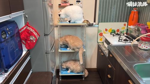 母のもとに集まる猫たち