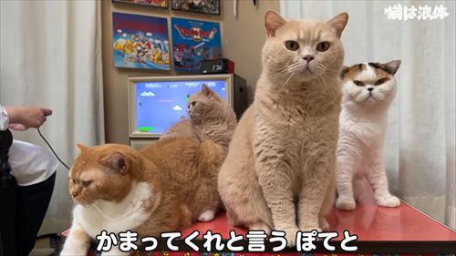 母のもとに集まる猫たち