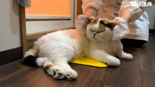 母のもとに集まる猫たち