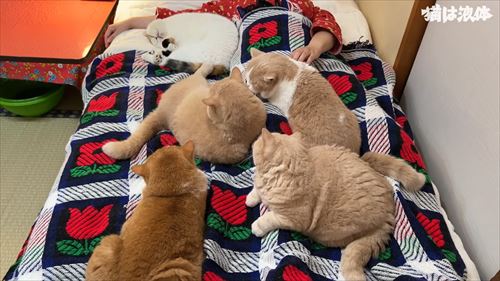 母のもとに集まる猫たち