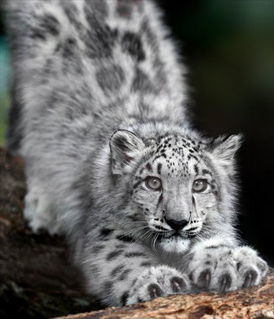 「ヒメル」（いしかわ動物園）