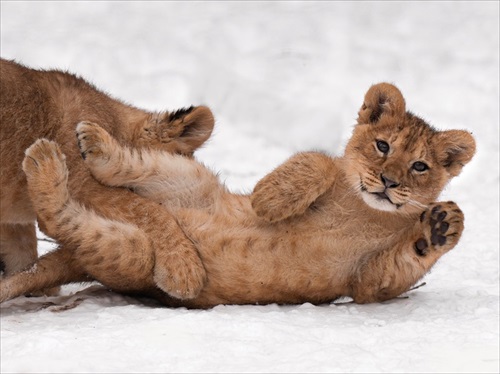 「イト」（旭山動物園）
