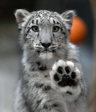 「ヒメル」（いしかわ動物園）