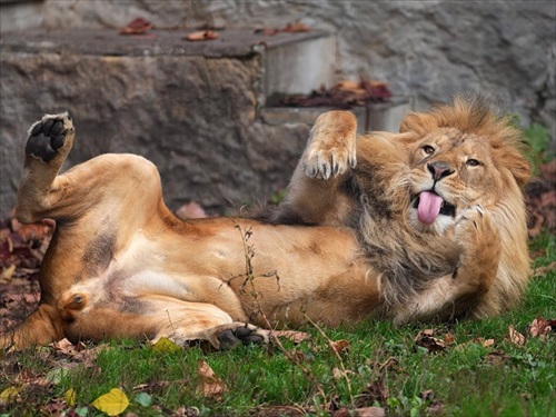 「オリト」（旭山動物園）