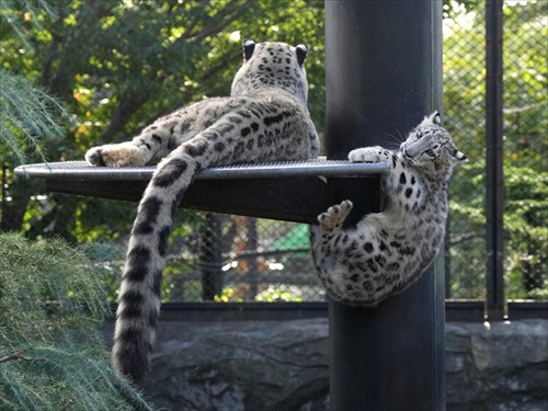 アサヒ、「ヒカリ」（大森山動物園）