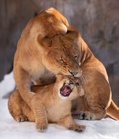 「イオ」、「フウ」（旭山動物園）