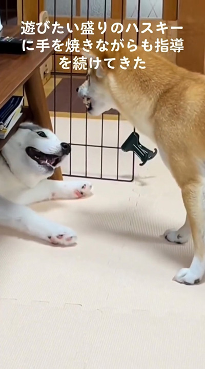 寝転がるアシリちゃん