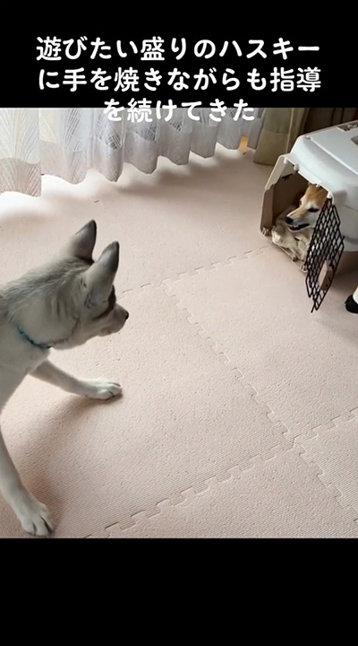 キャリーから指導