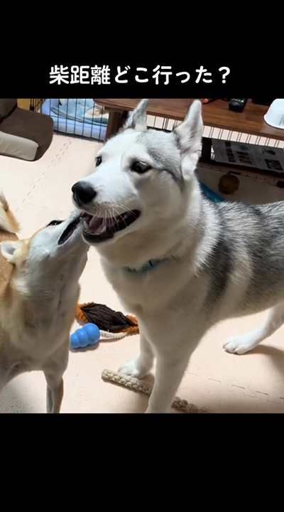 柴距離どこ行った