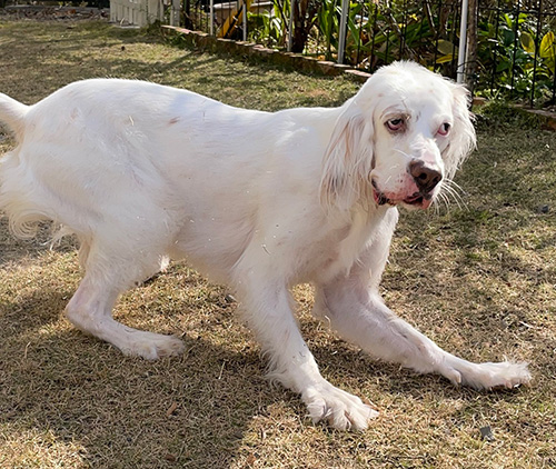 右向き麦ちゃん