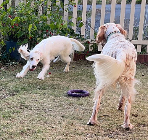 モネくんをあおる麦ちゃん