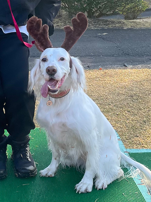 かわいいトナカイ