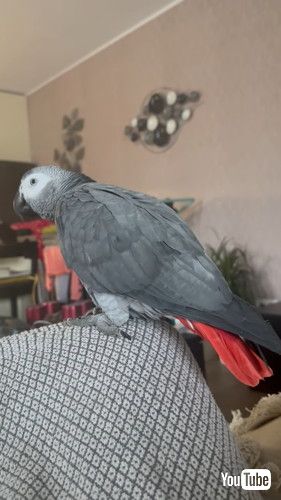 「African Grey Imitates Cough || ViralHog」