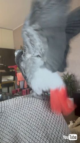 バサッとするヨウム