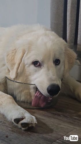 「Dog Wants Every Last Drop || ViralHog」