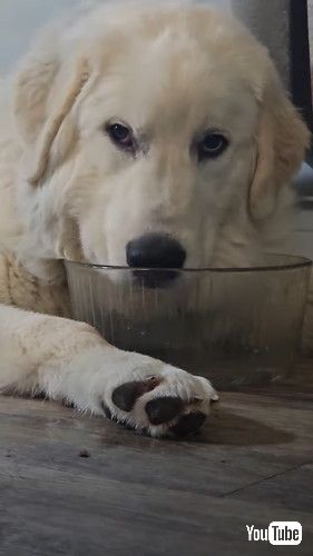 「Dog Wants Every Last Drop || ViralHog」