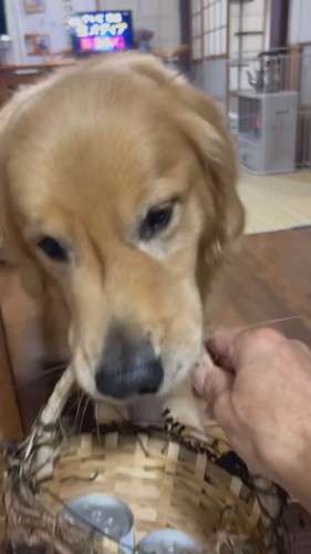 ドリンク缶が入ったかごをくわえるホットくん