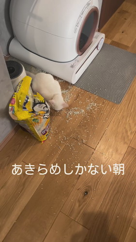 猫砂で遊ぶ雪ちゃん