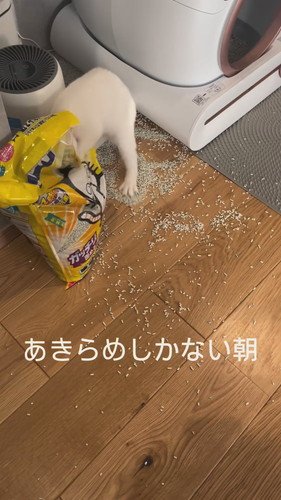 猫砂で遊ぶ雪ちゃん