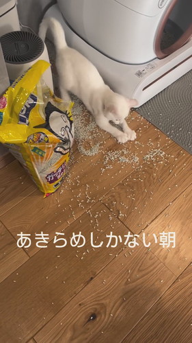 猫砂で遊ぶ雪ちゃん