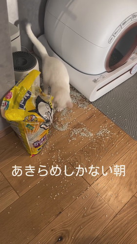 猫砂で遊ぶ雪ちゃん