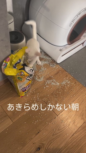 猫砂で遊ぶ雪ちゃん