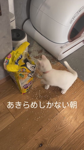 猫砂で遊ぶ雪ちゃん