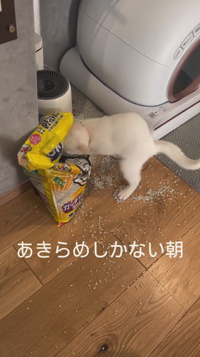 猫砂で遊ぶ雪ちゃん