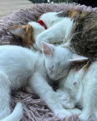 雪ちゃんときなこちゃん