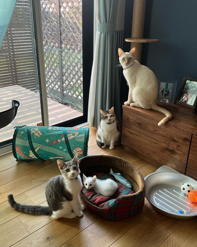 座っている猫ちゃんたち