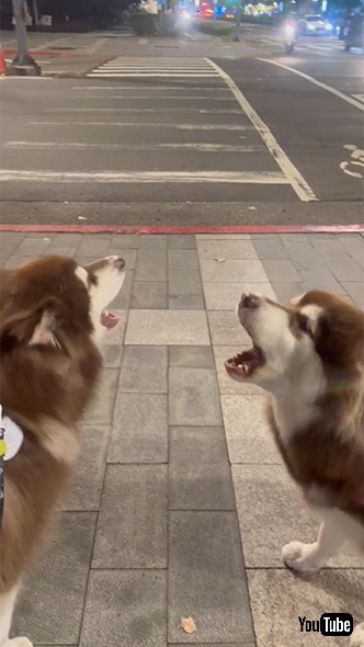 仲良くデュエットしている2匹のワンコ