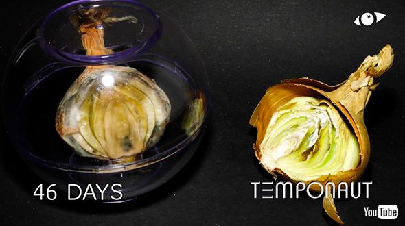 タイムラプス 観察 たまねぎ