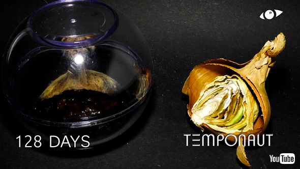 タイムラプス 観察 たまねぎ