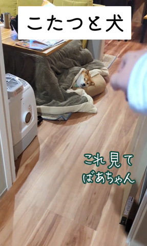 こたつと犬