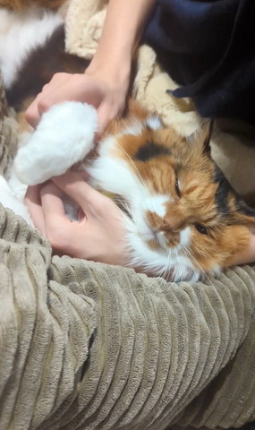 まどろむ猫ちゃん